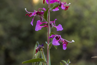 Image of Elegant Clarkia Clarkia unguiculata