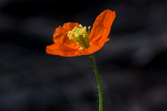 Image of Fire Poppy Papaver californicum