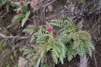 Image of Indian Warrior Pedicularis densiflora