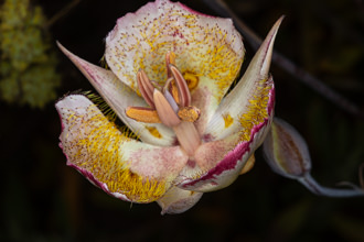 Image of Mariposa Lily Calochortus species
