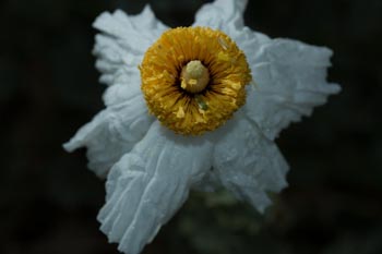 Image of Matilija Poppy Romneya coulteri