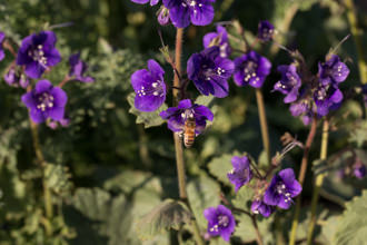 Image of Parry’s Phacelia Phacelia parryi