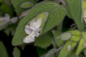 Image of Pitcher Sage Lepechinia fragrans