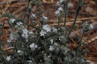 Image of Prickly Popcorn Flower Cryptantha muricata