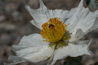 Image of Prickly Poppy Argemone munita