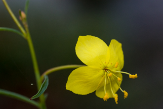 Image of Mustard Evening Primrose Eulobus californicus