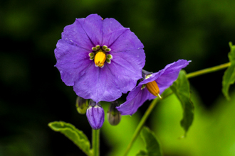Image of Purple Nightshade Solanum xanti