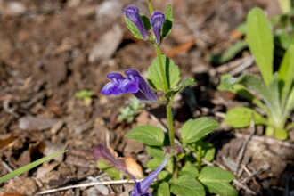 Native Plants Of The Santa Monica Mountains