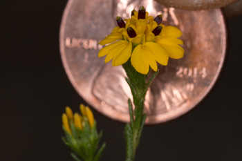 Image of Slender Tarweed Deinandra fasciculata