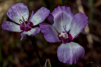 Image of Speckled Clarkia Clarkia cylindrica