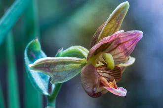 Image of Stream Orchid Epipactis gigantea