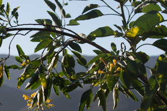Image of Tree Tobacco Nicotiana glauca