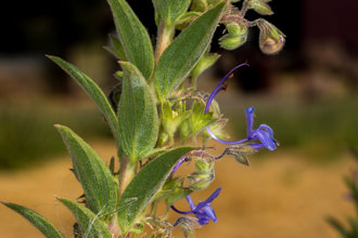 Image of Vinegar Weed Trichostema lanceolatum