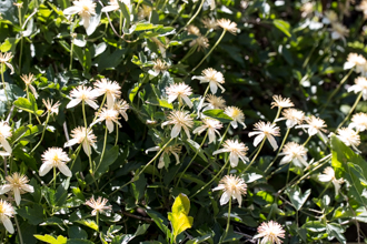 Image of Virgin's Bower Clematis lasiantha