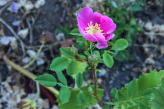 Image of Wild Rose Rosa californica