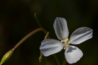 Image of Willow Herb Clarkia Clarkia epilobioides