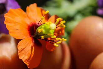 Image of Wind Poppy Papaver heterophyllum