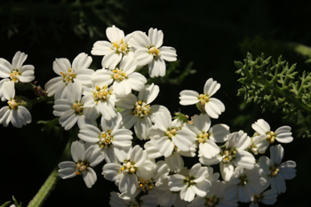 Image of Common Yarrow Achillea millefolium