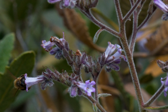 Image of Yerba Santa Eriodichtyon crassifolium