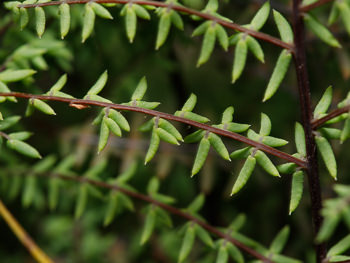 Other similar plants: 