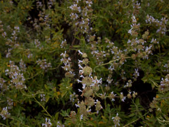 Image of Black Sage  - Salvia mellifera 