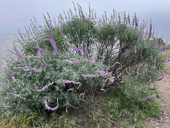 Other similar plants: 