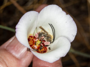 Image of Catalina Mariposa Lily  - Calochortus catalinae 