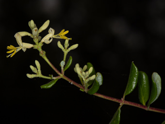 Image of Chaparral Honeysuckle  - Lonicera subspicata 