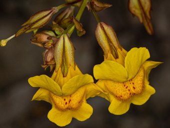 Image of Creek Monkey Flower  - Erythranthe guttata 