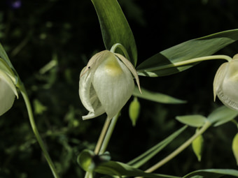 Image of Globe Lily  - Calochortus albus 