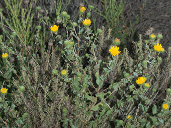 Image of Gum Plant  - Grindelia camporum 