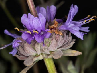 Image of Purple Sage  - Salvia leucophylla 