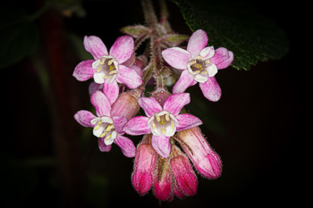 Image of Chaparral Currant  - Ribes malvaceum 