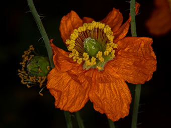 Image of Fire Poppy  - Papaver californicum 