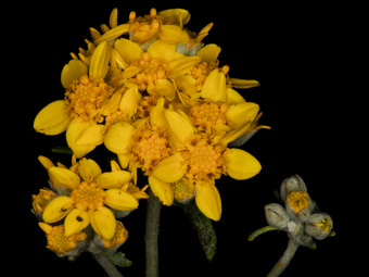 Image of Golden Yarrow  - Eriophyllum confertiflorum 