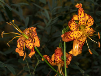 Image of Humboldt Lily  - Lilium humboldtii 