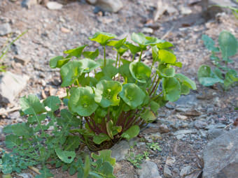 Image of Miners Lettuce  - Claytonia perfoliata 