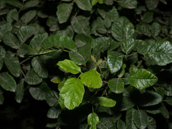 Image of Poison Oak  - Toxicodendron diversilobum 