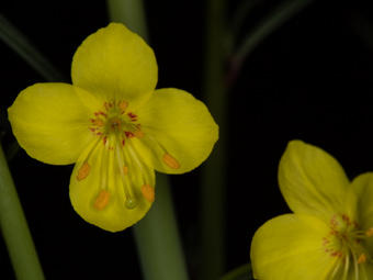 Image of Mustard Evening Primrose  - Eulobus californicus 