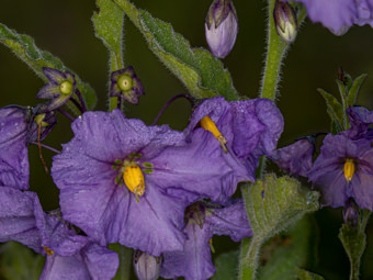 Image of Purple Nightshade  - Solanum xanti 