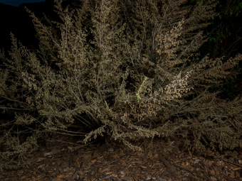 Image of Sagebrush  - Artemisia californica 