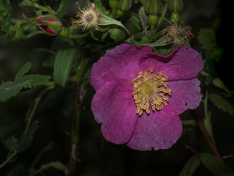 Image of Wild Rose  - Rosa californica 