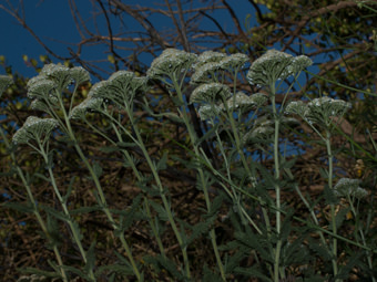 Image of Common Yarrow  - Achillea millefolium 