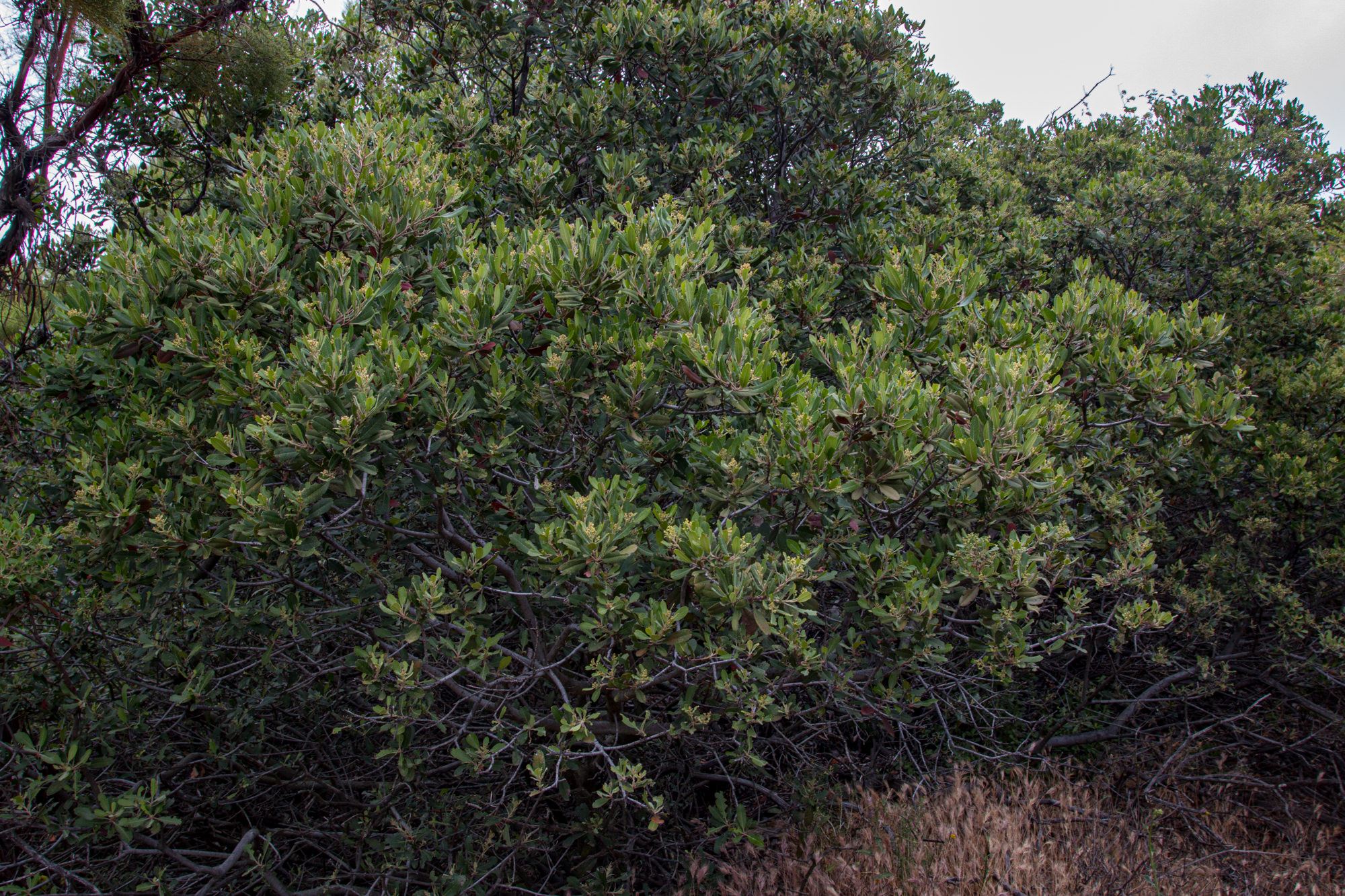  Toyon - <em>Heteromeles arbutifolia</em>
