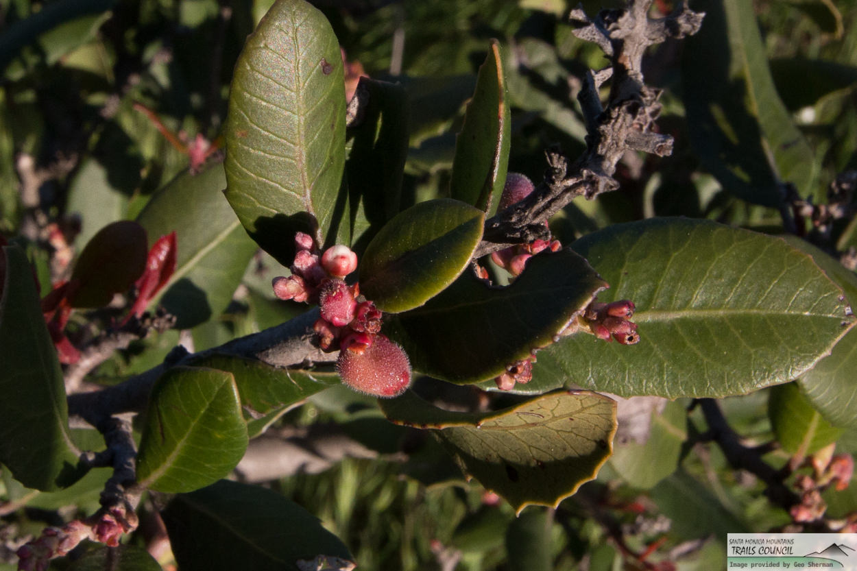  Lemonade Berry - <em>Rhus integrifolia</em>