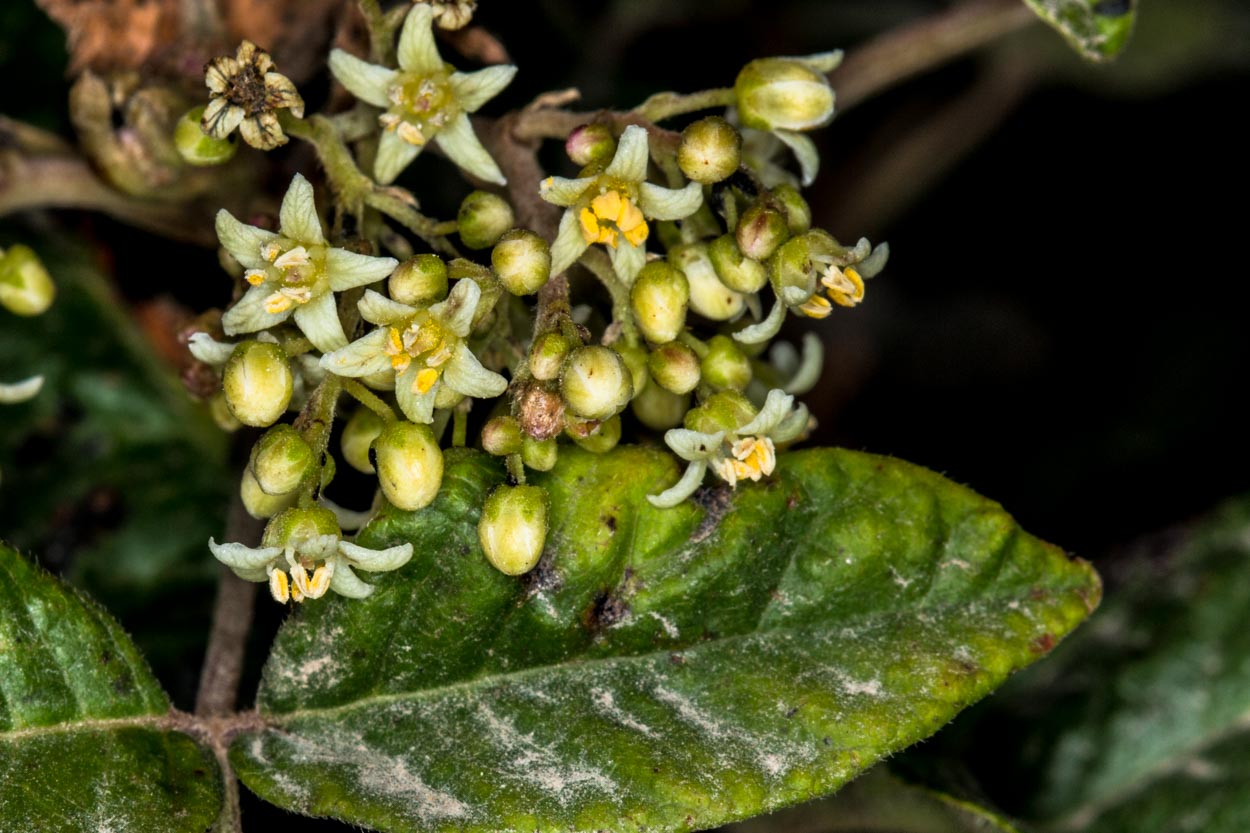  Poison Oak - <em>Toxicodendron diversilobum</em>