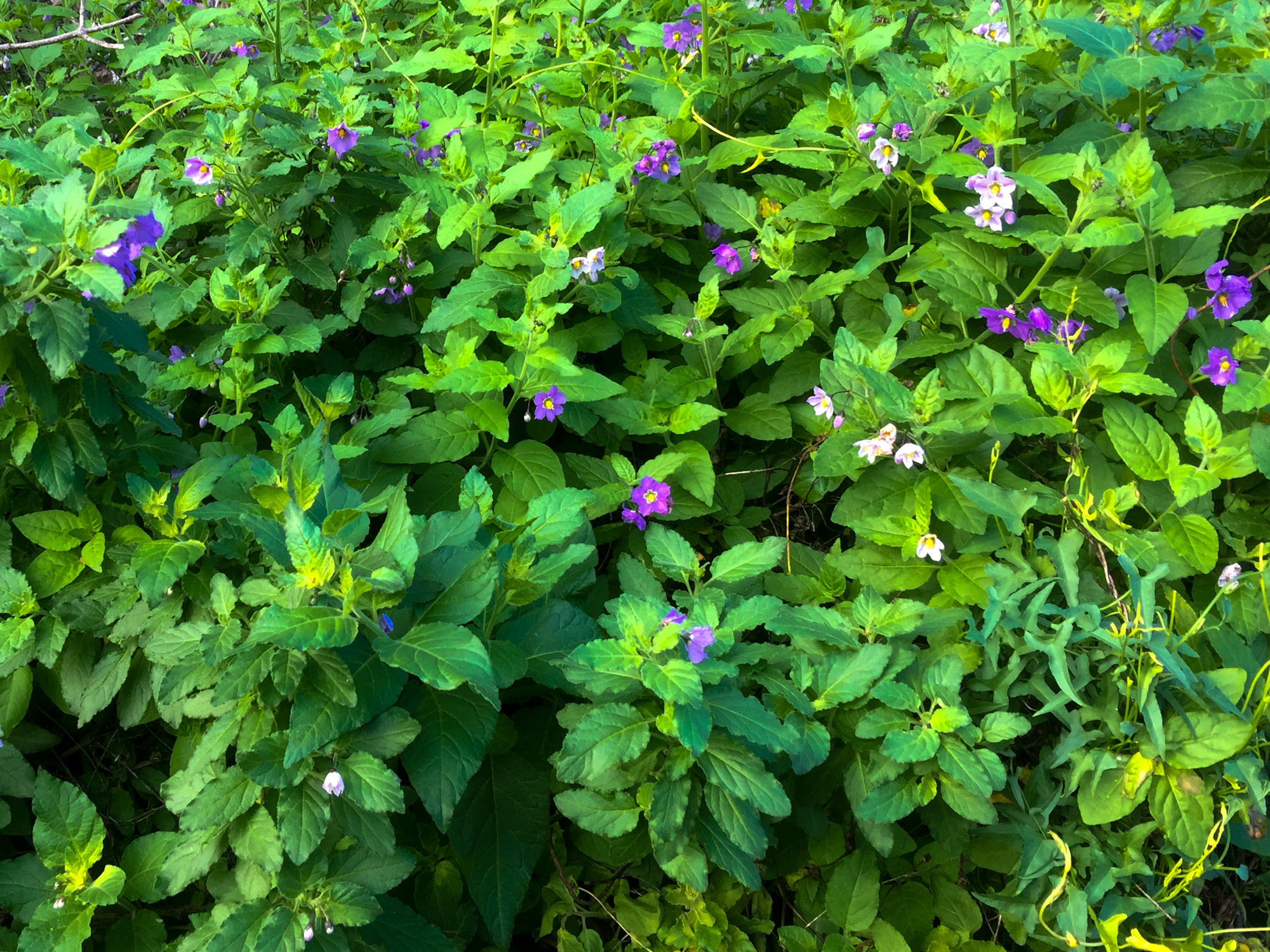 Plant of the Month Purple Nightshade