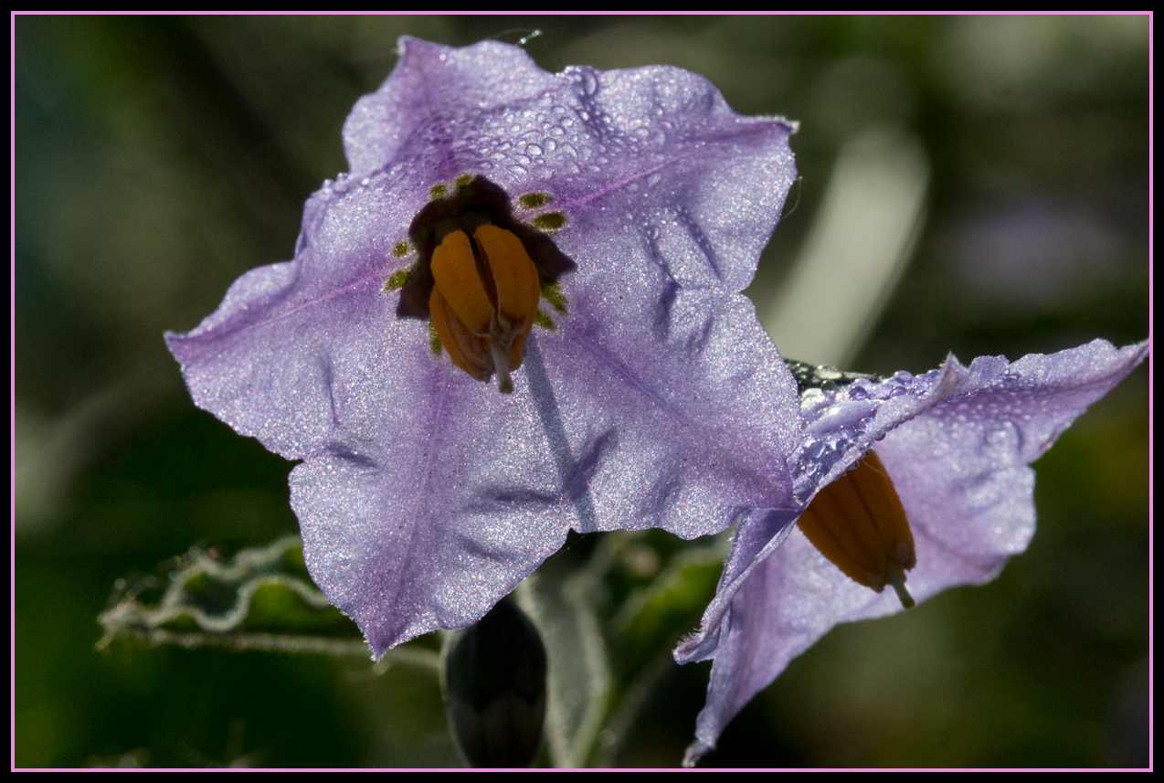  Purple Nightshade - <em>Solanum xanti</em>