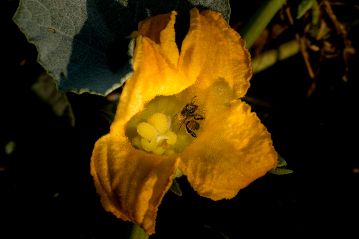  Calabazilla - <em>Cucurbita foetidissima</em>