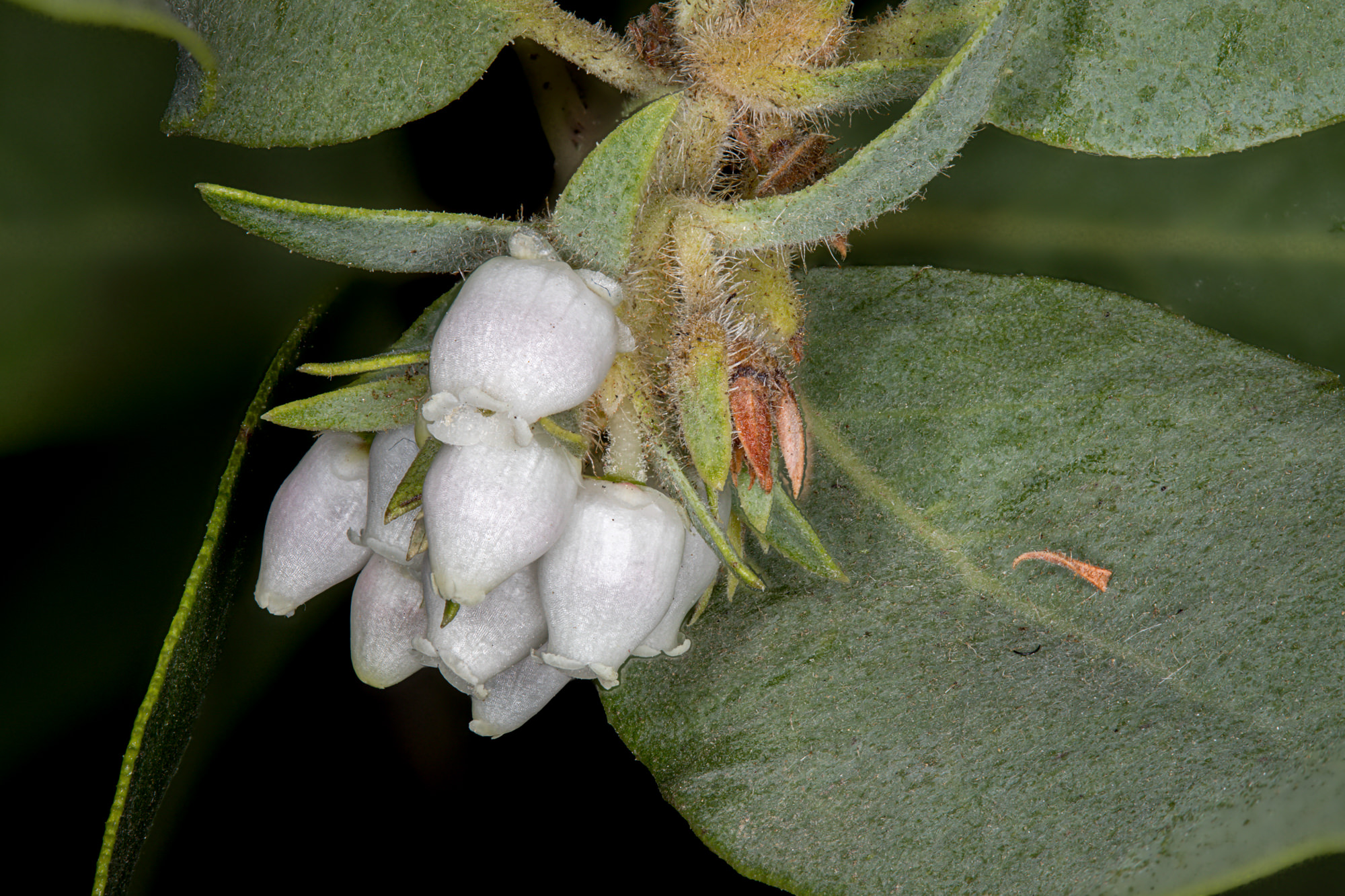  Eastwood Manzanita - <em>Arctostaphylos glandulosa</em>